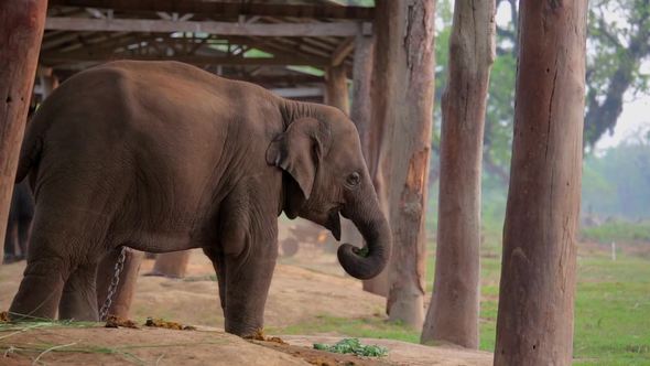 Elephant in Nepal by Galyna_Andrushko | VideoHive